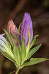 Catesby's gentian